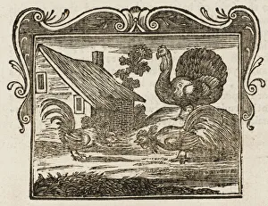 Fable Collection: Fighting Cocks & Turkey