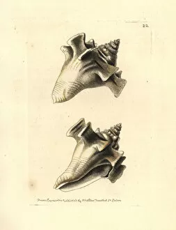 Conch Collection: Fighting conch, Strombus pugilis