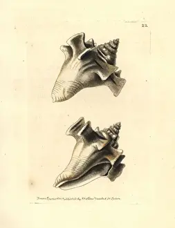 Conch Prints: Fighting conch, Strombus pugilis
