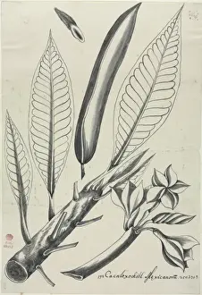 Figure from Descriptiones Fruticum et Arborum Luzonis
