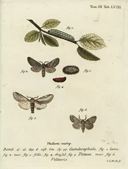 Eugenius Collection: Figure of eight, swallow prominent and Drymonia