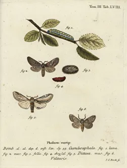 Esper Collection: Figure of eight, swallow prominent and Drymonia