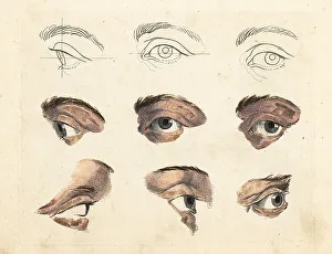 Figures of eyes and brows from a painting by old master