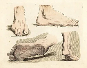 Ankles Prints: Figures of male feet, ankles, toes and soles