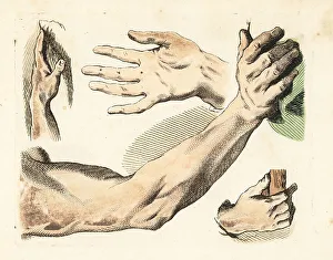 Gestures Prints: Figures of male fingers, hands, arms, gestures