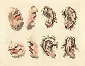 Noses Prints: Figures of noses, chins, mouths, lips and ears