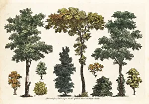 Shrubbery Prints: Figures of trees, bushes, foliage from an art tutorial book