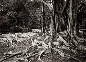 Figus Elastica, india rubber tree, Ceylon, c. 1880 s