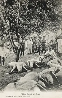 Turtles Prints: Fijian Feast (Giant Turtles)