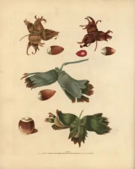 Pomonabritannica Prints: Filbert varieties, Corylus avellana