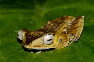 Boulenger Prints: File-eared Tree Frog - hides among giant leaves