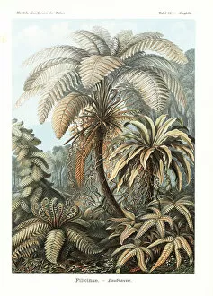Ernst Collection: Filicinae or fern plants