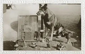 Awards Prints: Film dog Rin Tin Tin with trophies, prizes and awards