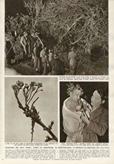 Images Dated 20th February 2020: Filming the Holy Thorn at Kingsthorn, Herefordshire - and the buds which came into