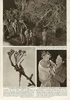 Bush Prints: Filming the Holy Thorn at Kingsthorn, Herefordshire - and the buds which came into