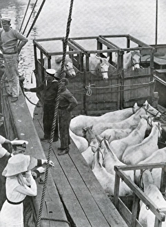 Images Dated 5th January 2011: Final preparations for the Scott expedition