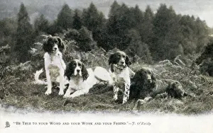 Spaniels Prints: Four fine English Springer Spaniels in a patch of heathland