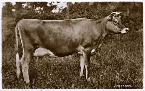 Images Dated 6th August 2018: A very fine example of a prime Jersey Cow