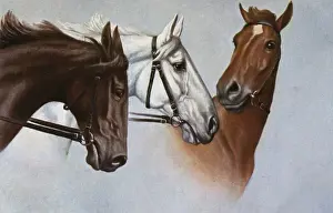 Three fine horses