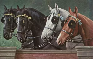 Horses Gallery: Four fine horses wearing blinkers