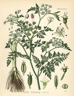 Aquatica Gallery: Fine-leafed water dropwort, Oenanthe aquatica