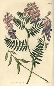 Curtis Collection: Fine-leaved vetch, Vicia tenuifolia