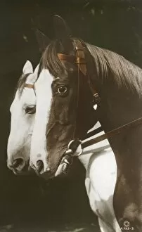 Horses Gallery: A fine portrait of two horses