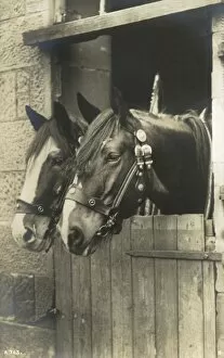 A fine portrait of two working horses in their stall