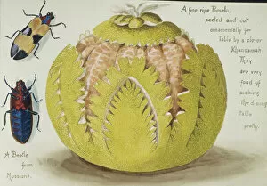 Arthropoda Gallery: A fine ripe Pomelo, peeled and cut ornamentally for table