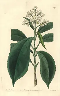 Fine-tooth palebloom, Turpinia arguta