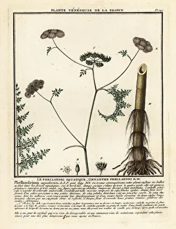 Colour Printing Prints: Fineleaf water dropwort, Oenanthe aquatica
