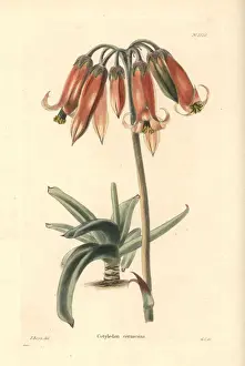 Cooke Prints: Finger aloe, Cotyledon orbiculata var. oblonga