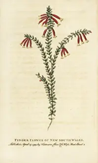 Naturalistspocketmagazine Prints: Finger flower of New South Wales, Australia