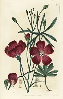 Finger poppy mallow, Callirhoe digitata