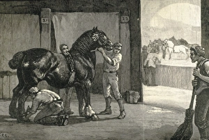 Pedigree Gallery: Finishing touches to horses. Pedigree horses