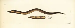 Rostratus Prints: Finny snake eel, Caecula pterygera