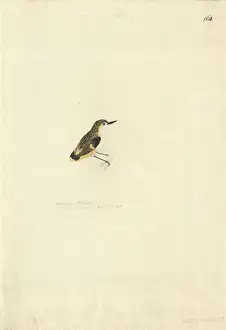 1754 1794 Prints: Finschia novaeseelandiae, pipipi