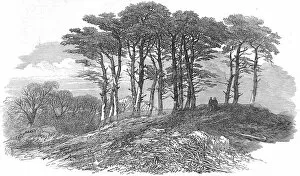 Images Dated 3rd December 2004: Fir Trees on Hampstead Heath, London, 1871