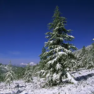Picea Prints: Fir Trees and Spruces after a snowfall