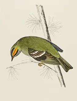 1851 Prints: Fire-Crested Wren