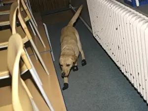 Fire dog working at scene of school fire, Dagenham