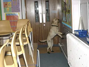 Search Prints: Fire dog working at scene of school fire, Dagenham