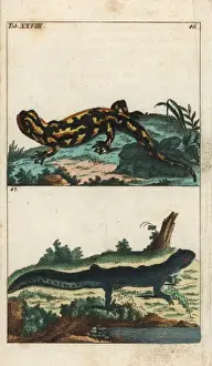 Encyclopediaofnaturalhistory Amphibia Prints: Fire salamander and common newt