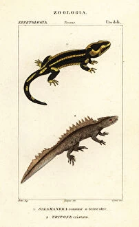 Fire salamander and critically endangered great crested newt