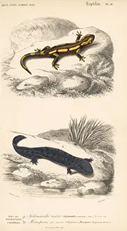Dorbigny Prints: Fire salamander and hellbender