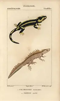Fire salamander, Salamandra salamandra