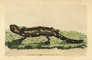 Salamander Prints: Fire salamander, Salamandra salamandra