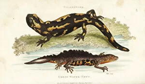 Amphibia Collection: Fire salamander and smooth newt