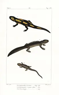 Fire salamander, smooth newt and spectacled salamander