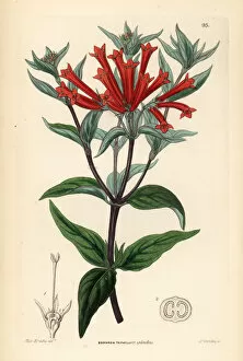 Lindley Collection: Firecracker bush, Bouvardia ternifolia